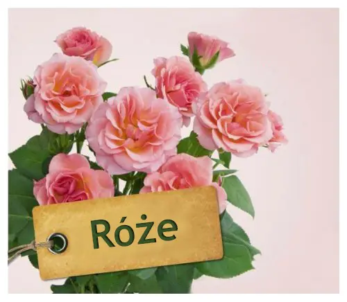 Okładka: Róże