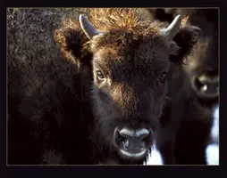 Okładka: Żubr w Bieszczadach