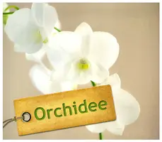 Okładka: Orchidee